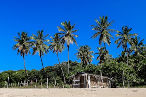 Palm Trees Under Blue Sky