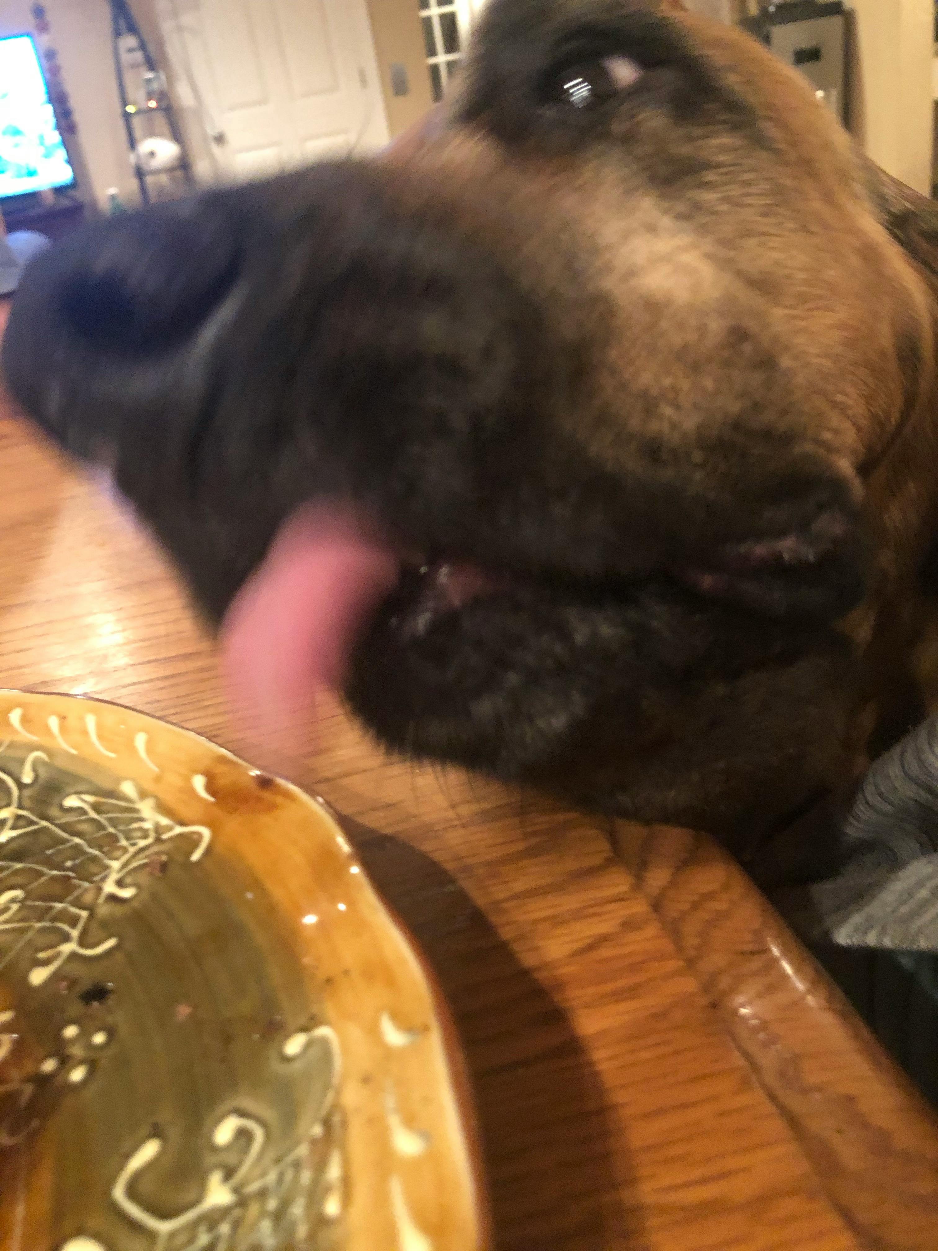 Free stock photo of dog, dogs, hungry