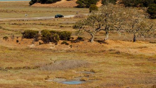 Foto d'estoc gratuïta de arbres, camp, carretera