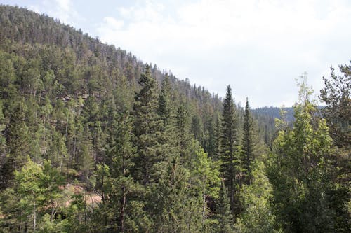 Darmowe zdjęcie z galerii z colorado, drzewa, góra