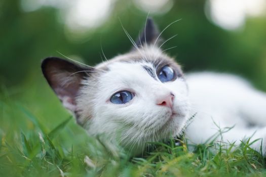 一只可爱的灰白相间的猫，长着蓝眼睛，安静地躺在户外宁静的绿草地上