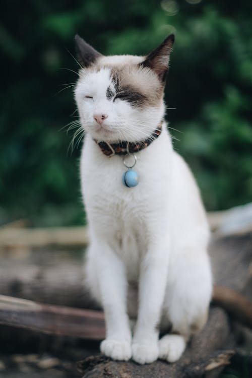 猫坐在树枝上