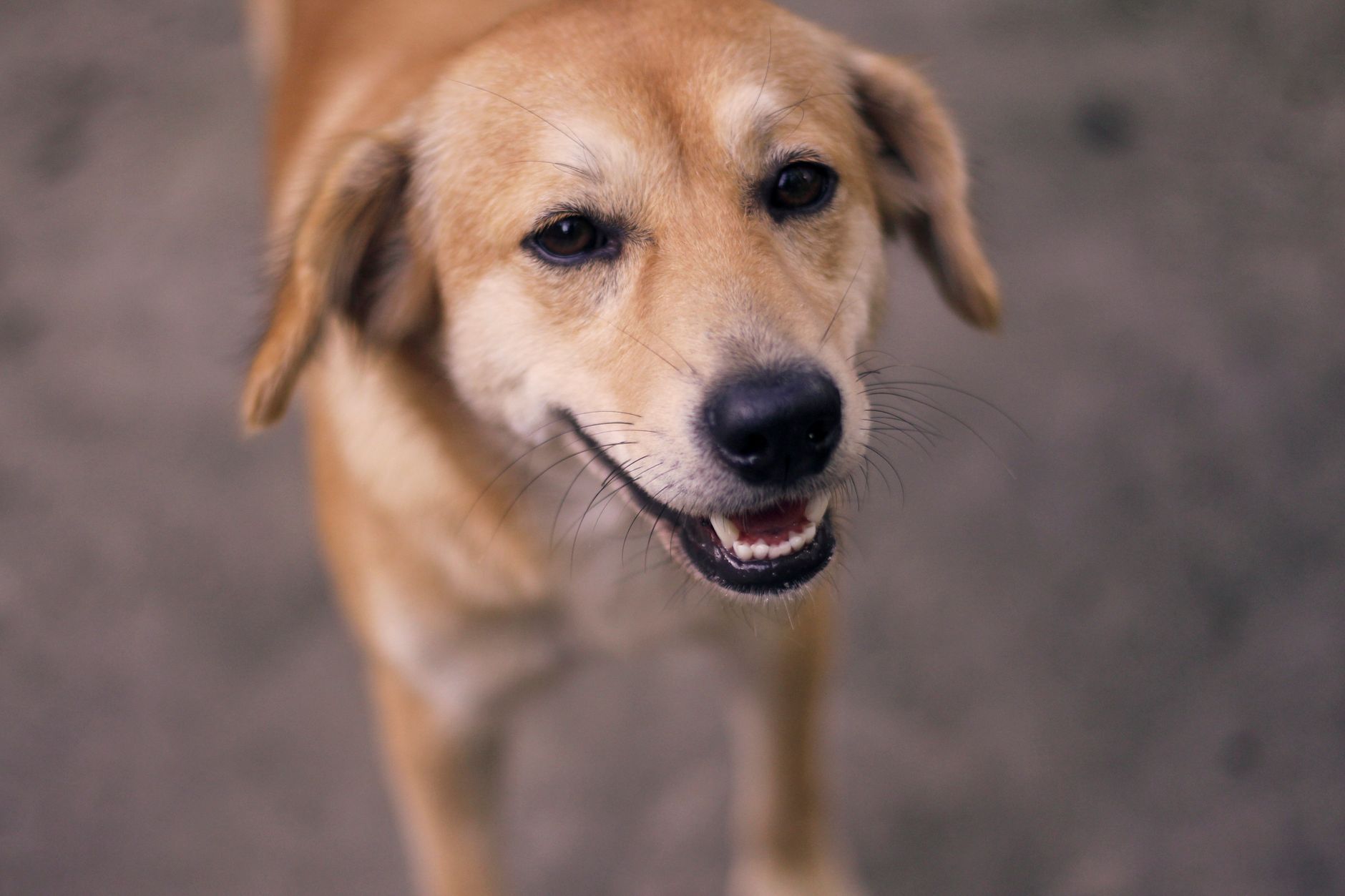 Portrait of a dog at a veterinary clinic