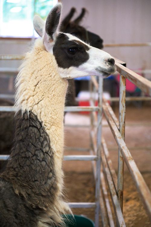 Free Close-up of a llama indoors at a farm. Vertical shot with natural lighting. Stock Photo