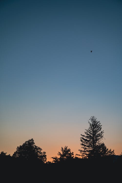 Foto d'estoc gratuïta de arbres, capvespre, cel blau