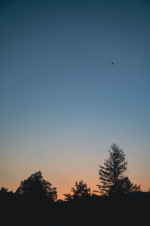 Foto profissional grátis de árvores, cair da noite, cenário