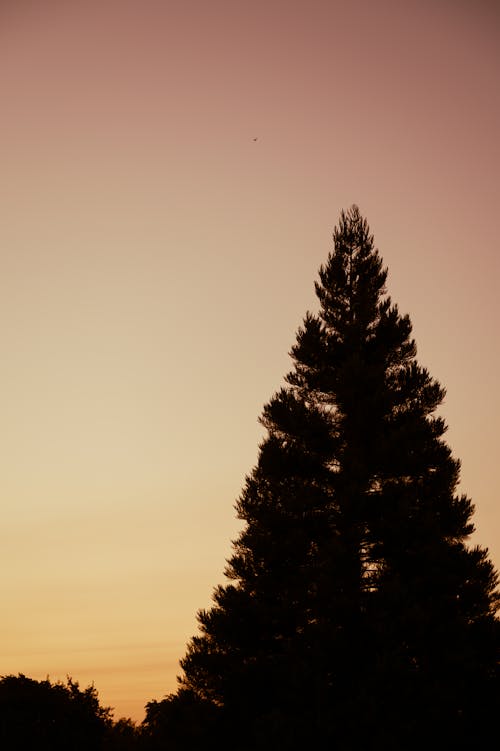 Foto d'estoc gratuïta de arbres, capvespre, cel blau