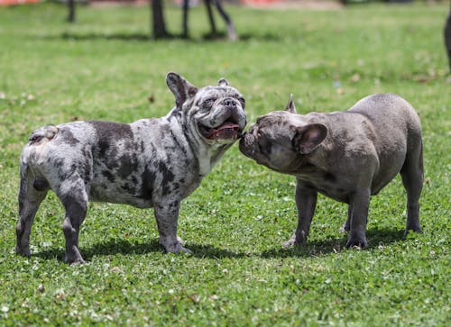 Free Dogs on the Grass  Stock Photo