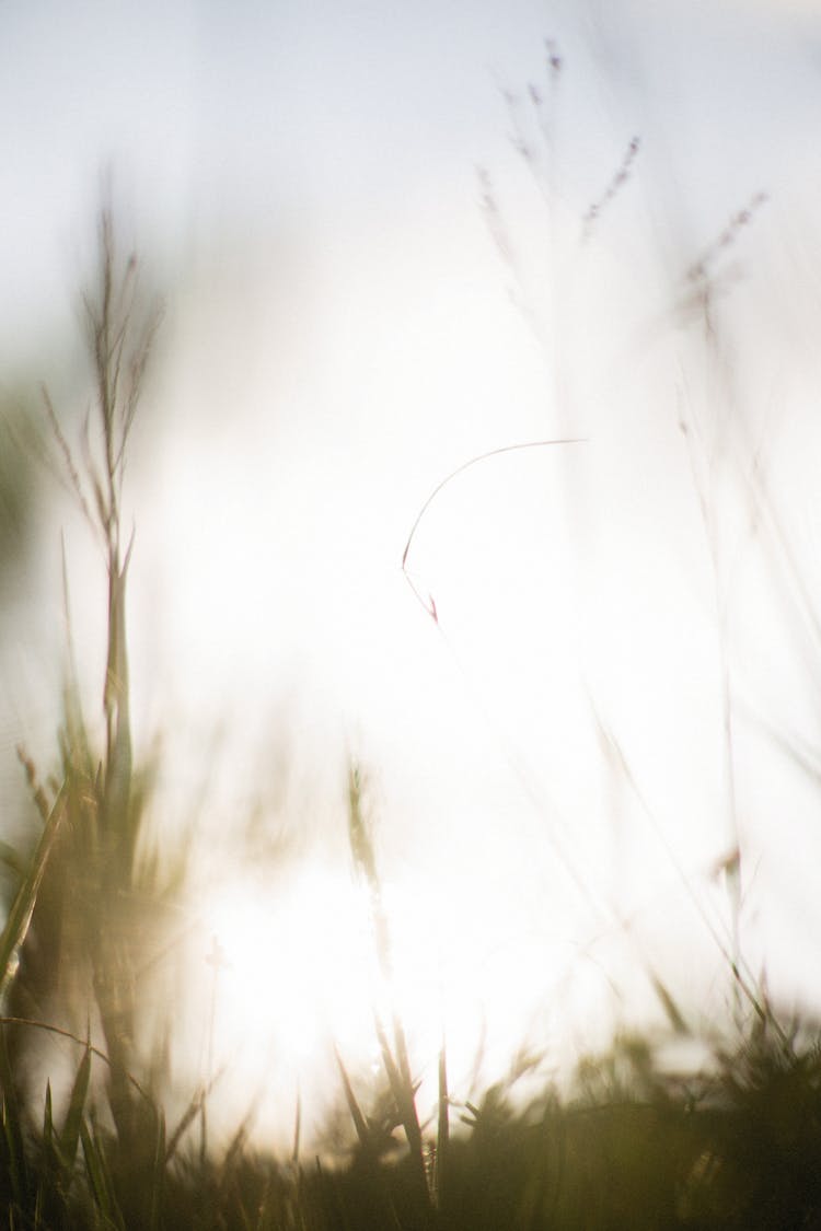 Close Up Of Grasses