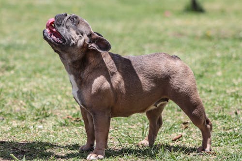 Kostenloses Stock Foto zu brauner hund, französische bulldogge, gras