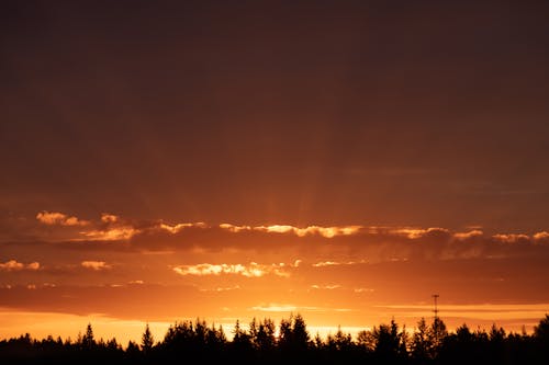 Silhouette of Trees during Sunset