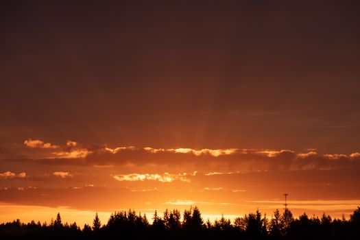 Stunning orange sunset with silhouetted forest trees and dramatic clouds.