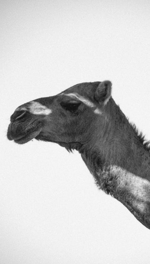 Grayscale Photo of a Camel