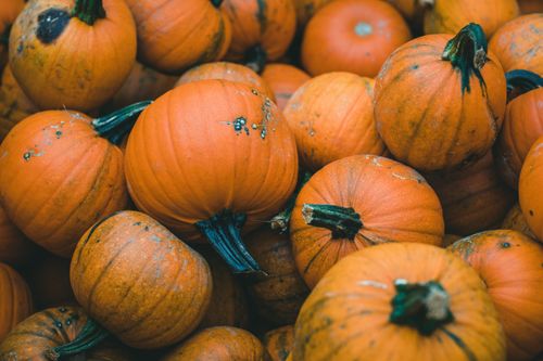 Free A collection of fresh orange pumpkins showcasing the essence of autumn. Stock Photo