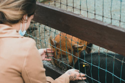 Darmowe zdjęcie z galerii z dotykający, gospodarstwo, kobieta