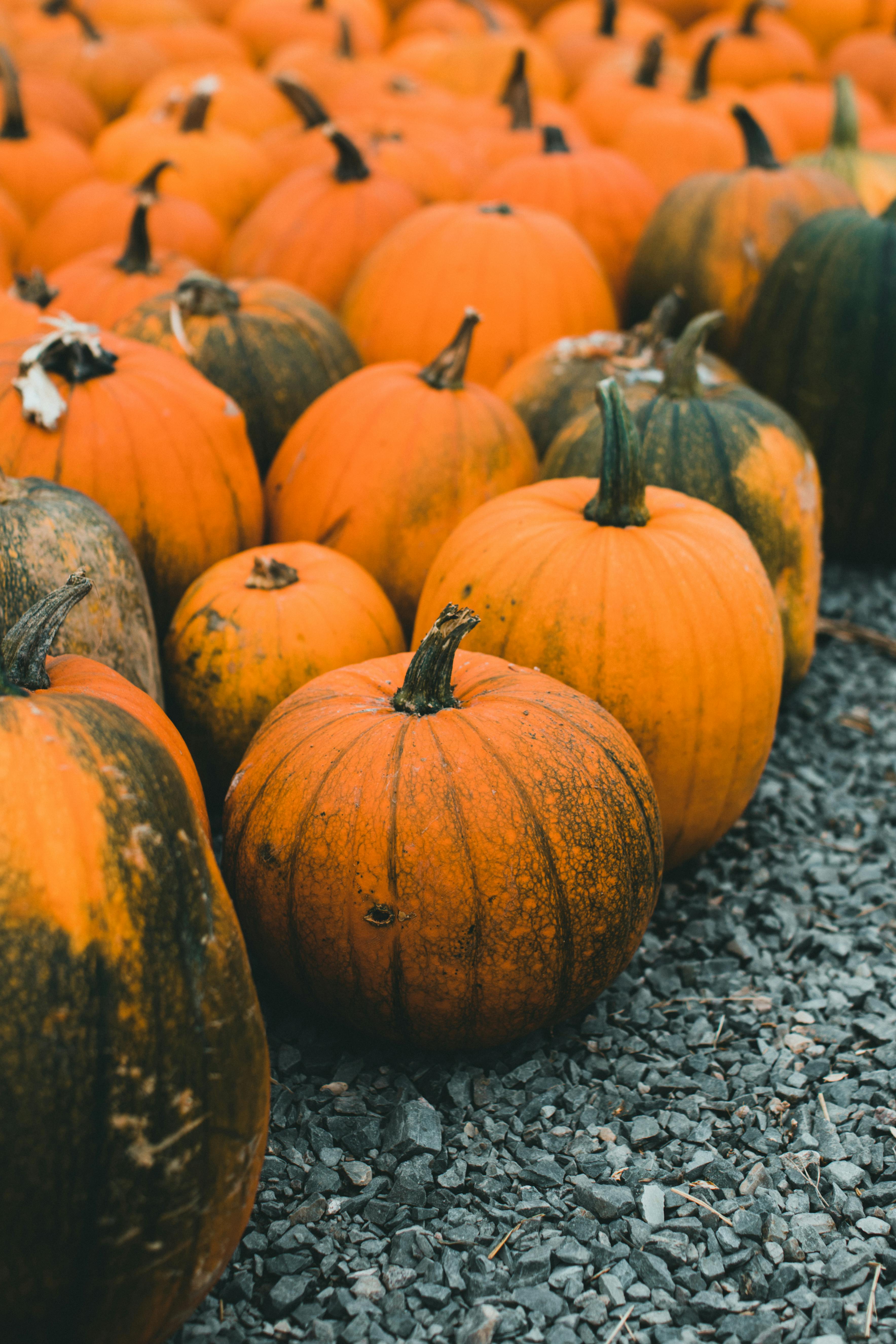 A rich harvest of vibrant pumpkins showcased in an outdoor setting during fall.