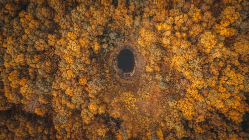 Gratuit Imagine de stoc gratuită din arbori, codru, fotografie aeriană Fotografie de stoc