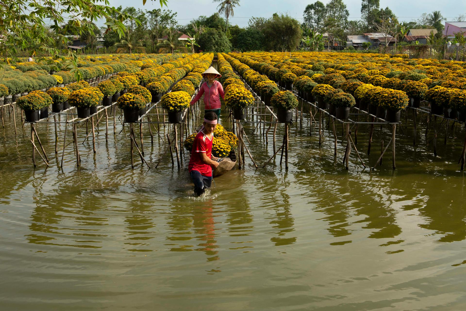 Two farmers tending to vibrant flower fields in the Mekong Delta, Vietnam, showcasing traditional agriculture.