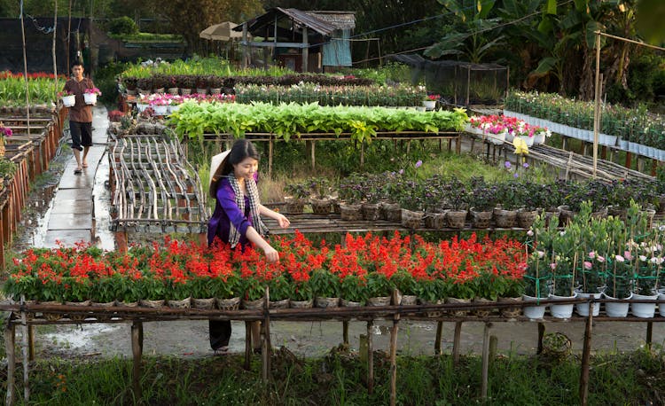 People Working With Plants In Flowerpots In Garden