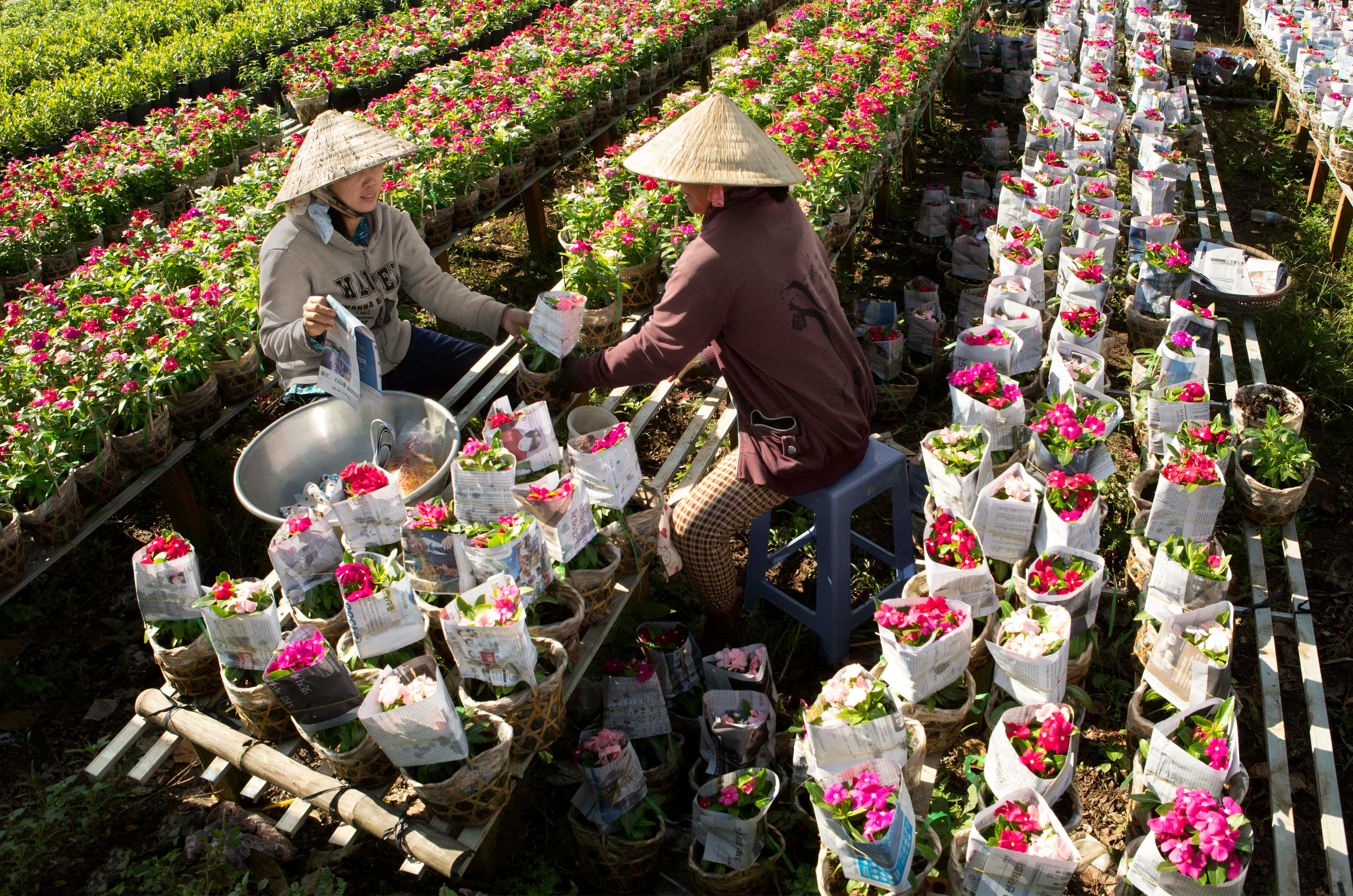 Two farmers in a colorful flower garden, showcasing conical hats and vibrant blooms.