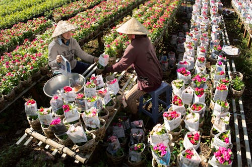 Two People Wearing Conical Hats Arranging Plants with Flowers