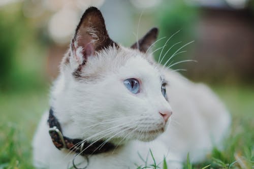 Free Cat With Collar Stock Photo