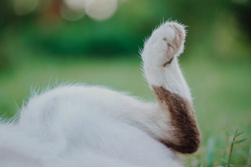 Gratis Cat Paw Foto Stok