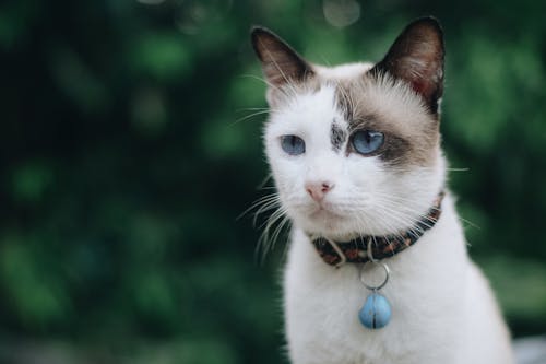 Ilmainen kuvapankkikuva tunnisteilla eläin, harmaa ja valkoinen kissa, kissa