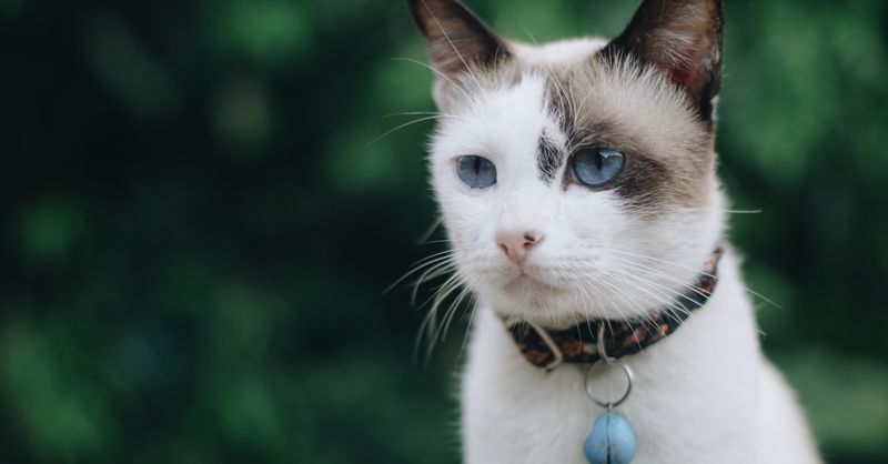 Chat Siamois : Caractère, Santé et Entretien