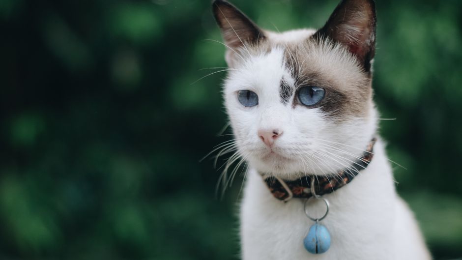 Lost And Found Pets Brisbane Bali