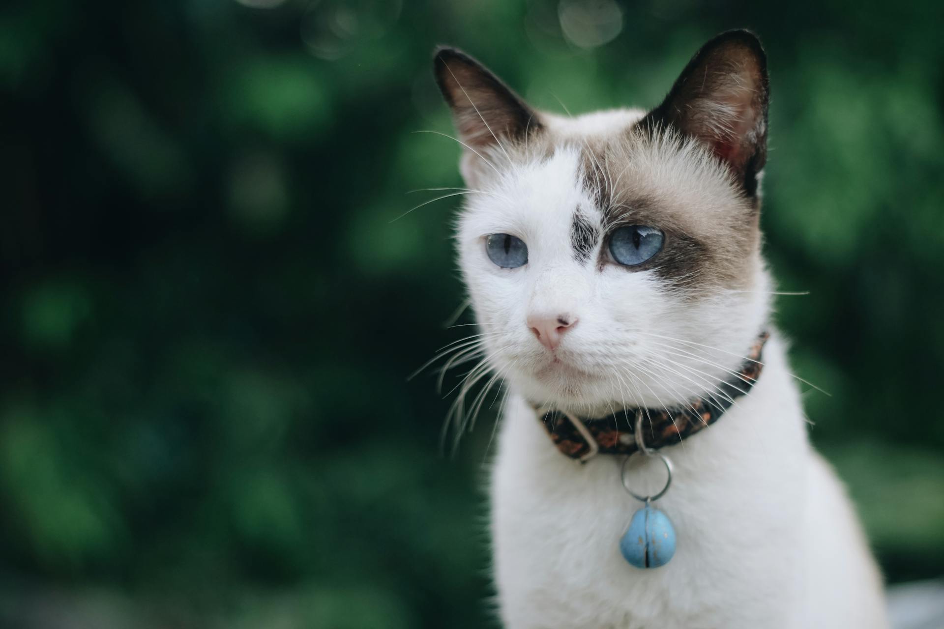 Cat With Collar