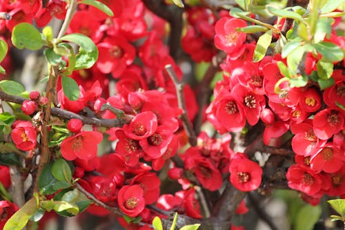 Foto d'estoc gratuïta de florint, flors vermelles, plena floració