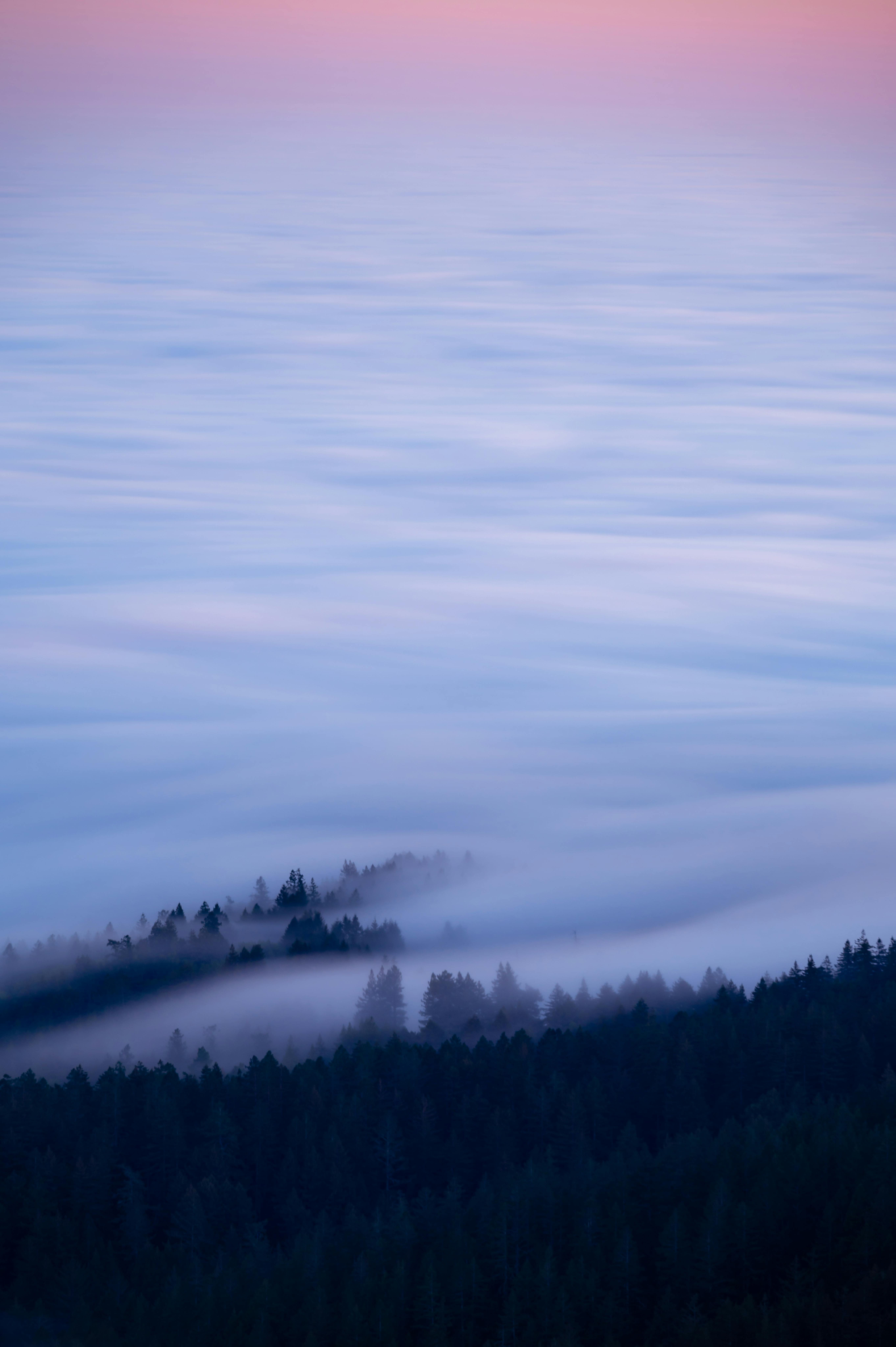 Enchanting misty forest landscape enveloped by soft twilight hues, creating a serene natural scene.