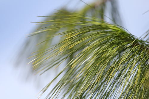 Planta De Folha Verde