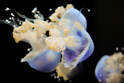 Free Close-Up Shot of Purple and White Jellyfish Stock Photo