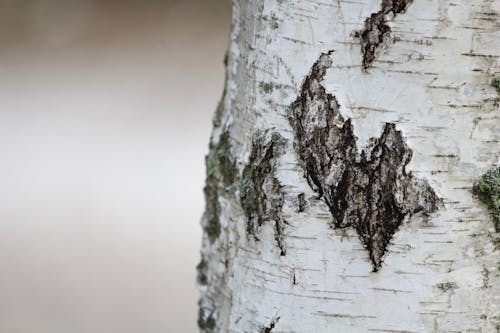 Tree Trunk