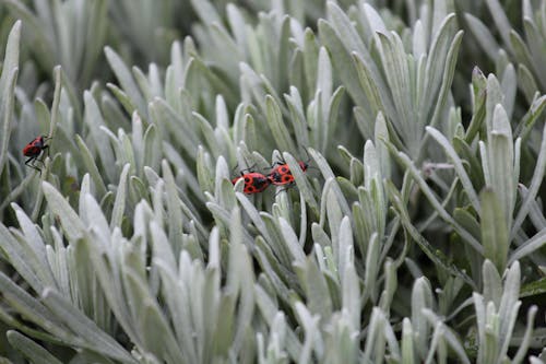 Fotobanka s bezplatnými fotkami na tému chrobáky, farba, firebugs