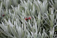 充满活力的红色火虫在郁郁葱葱的绿色多肉植物中的宏观镜头，展示了大自然的复杂细节