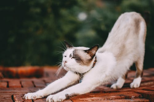 Kostenlos Stretching White Cat Stock-Foto