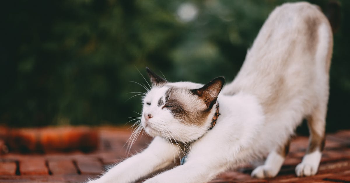 Do indoor cats get depressed?