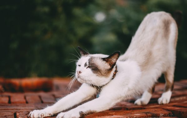 Cat scratcher types compared: boards, posts and trees