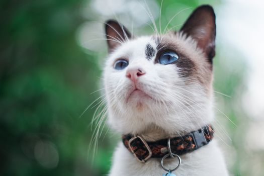 一只蓝眼睛猫的特写肖像，背景是模糊的绿色，突出了它引人注目的特征