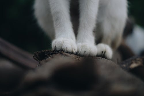 無料 猫の足 写真素材