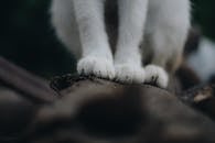 特写镜头中，一只猫的白色爪子站在木头上，传达出自然的氛围