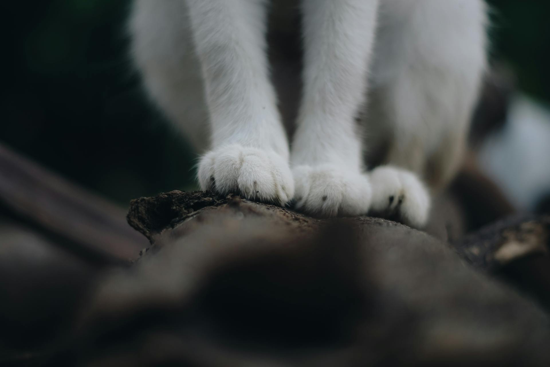 A close-up view of a cat's white paws standing on a wooden log, conveying a natural setting.