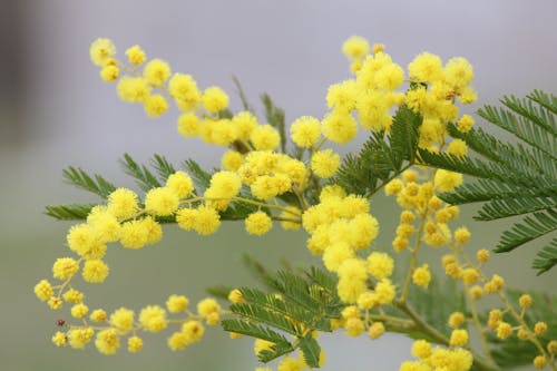 Yellow Mimosa Flowers