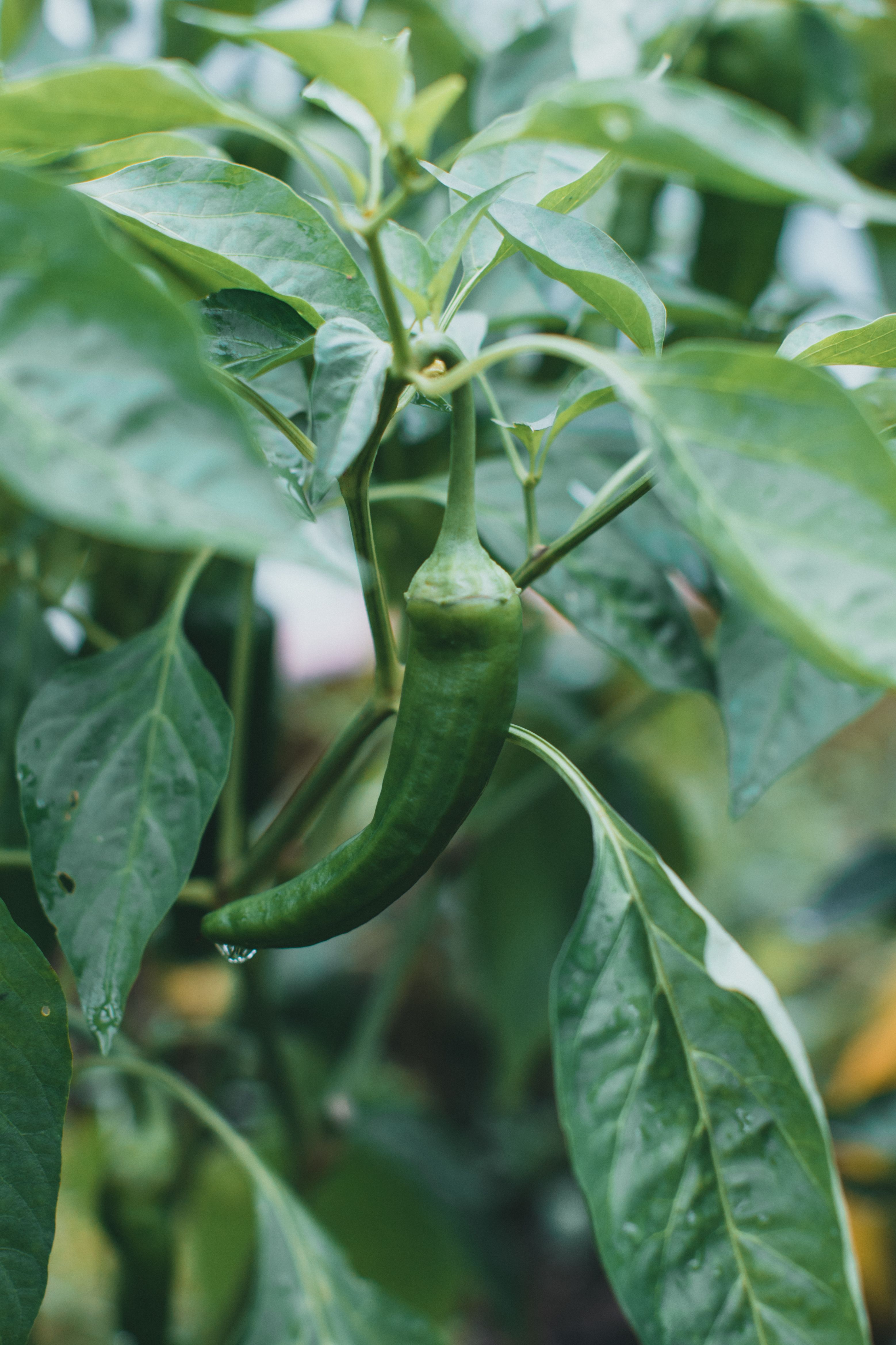 Green Chili Pepper in Close-Up Photography · Free Stock Photo