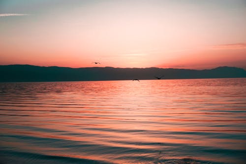 Silhouette of Three Birds Flying Over the Sea