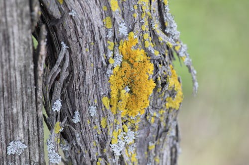 Colpo Di Macro Dell'albero Di Brown