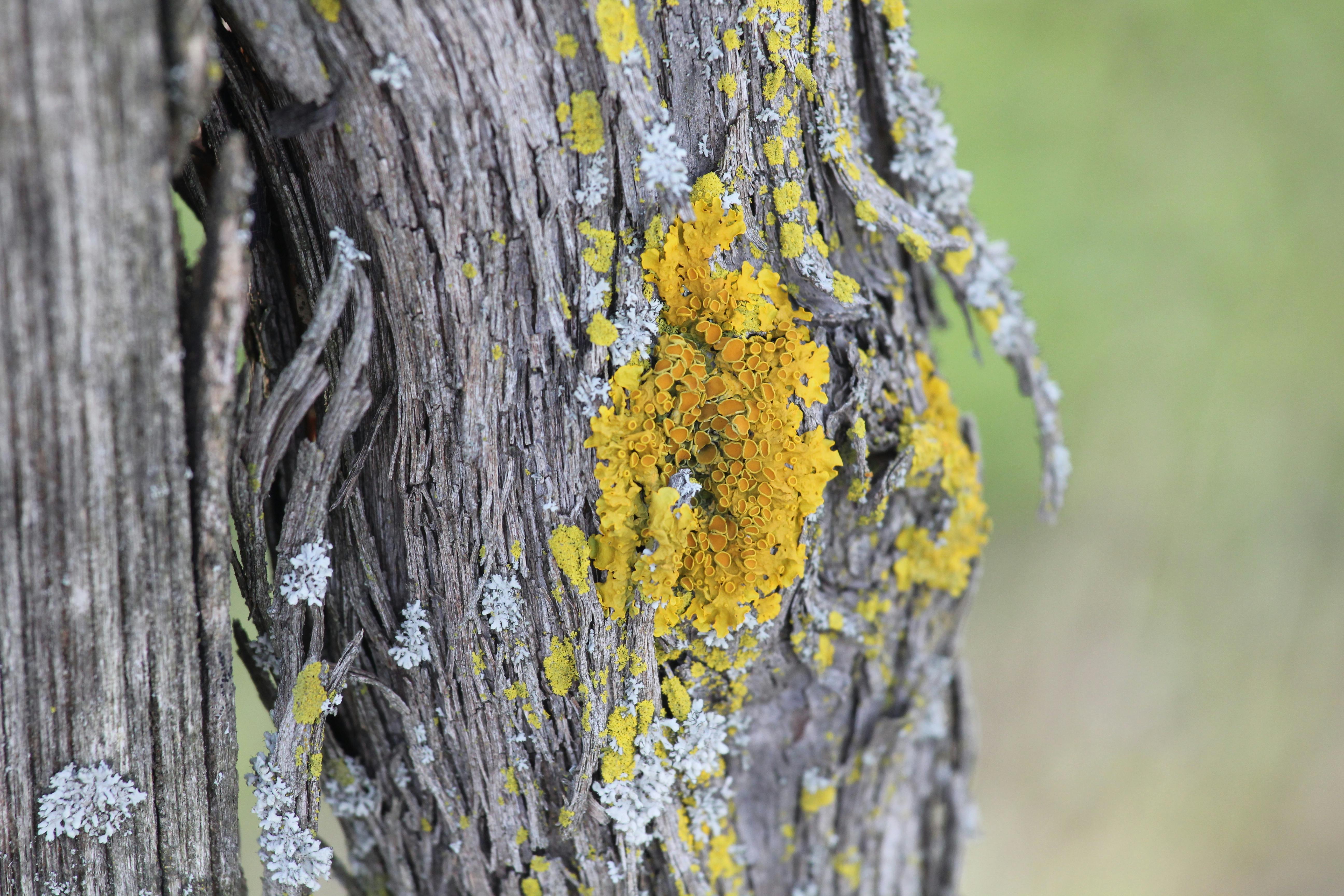 Brown Tree  Macro  Shot  Free Stock Photo 